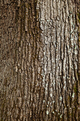 Background of a large tree trunk