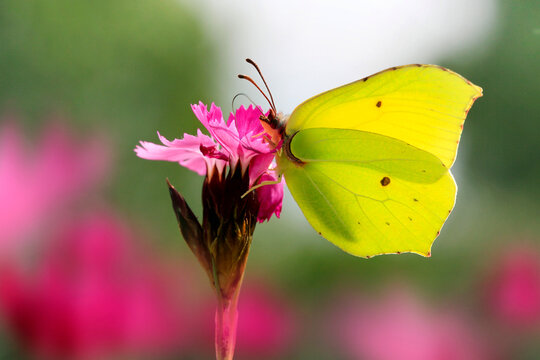 Zitronenfalter (Gonepteryx rhamni) Schmetterling auf Bl&uuml;te
