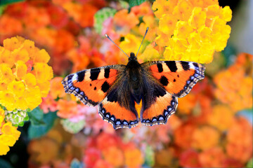 Kleine Fuchs (Aglais urticae) auf gelb-oranger Blüte