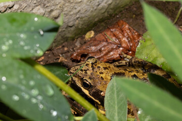 Close up of big British common garden frog in the garden