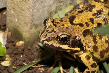 Close up of big British common garden frog in the garden