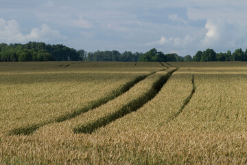 View of a wheat field.