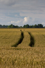 View of a wheat field.