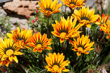 Großblumige Mittagsblume (Delosperma) Blüten 