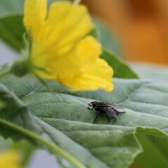 An insect on a plant.