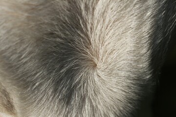 Live calf skin with hair.