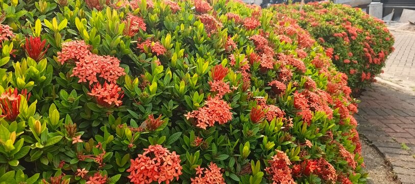 red flowers Asoka in the garden
