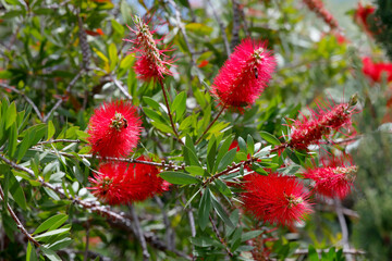 Karminroter Zylinderputzer (Callistemon citrinus) Blüten 
