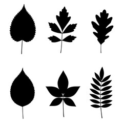 Fototapeta premium Set of monochrome silhouettes of different tree leaves isolated on white. Perfect for design or decoration