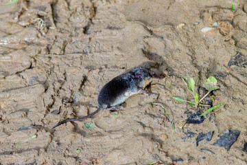 Dead Common Shrew on Mud Ground in Natural Habitat