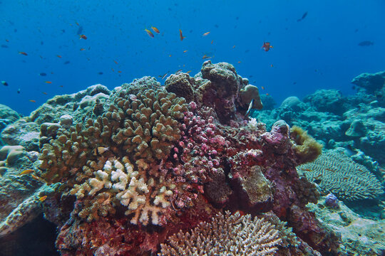 Acropora species scleractinic hard corals, showing some bleaching, growing on a coral reef in Gaafu Dhaalu atoll, Maldives
