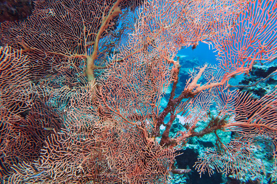 A huge Echinogorgia species sea fan, more than two metres across, on a coral reef in Gaafu Dhaalu atoll, Maldives