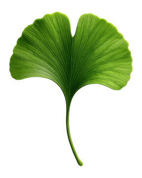 Ginkgo leaf with a fan shape and a unique, bilobed structure