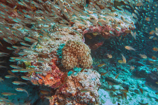 A shoal of tiny fish swimming over a coral reef in the Gaafu Dhaalu atoll, Maldives