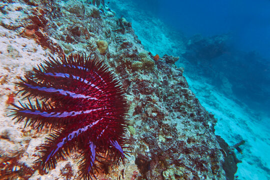 A Crown-of-Thorns starfish (Acanthaster planci) on a badly damaged section of a coral reef in Gaaful Dhaalu atoll, in the faer south of the Maldives.