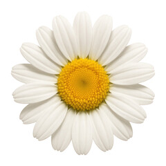 Fototapeta premium White daisy with yellow center
