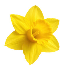Yellow daffodil with trumpet center © OMD