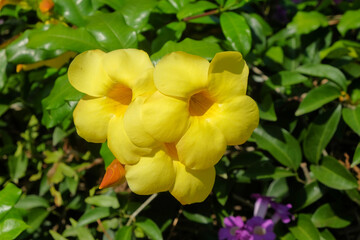 Close up of yellow Allamanda or Allamanda cathartica flowers in bloom. For graphic design, 3D rendering and banner backgrounds