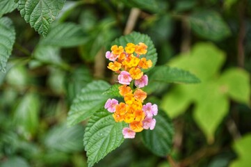 Beautiful Colorful Flowers in Bloom**