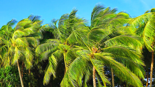 Palm trees, near Nadi, Viti Levu, Fiji, South Pacific