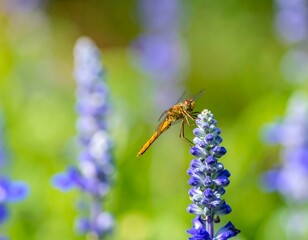 Dragonfly on lavender