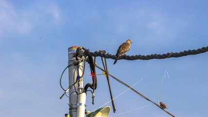 Single bird perched on electric wire with clear blue sky background, symbolizing solitude, freedom, wildlife, and simplicity in nature.