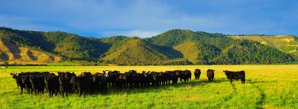 South Island, New Zealand