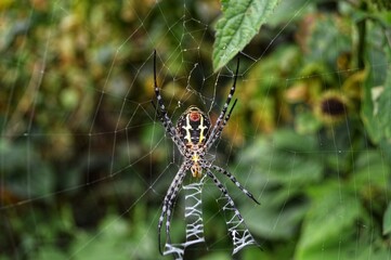 Spider on Web in Natural Environment**