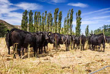 Black Cattle Grazing in Dry Paddock with Tall Poplar Trees and Hills in Rural Marlborough, New Zealand