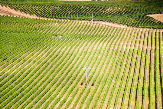 Precision-Planted Vineyard with Bright Green Rows and Wind Machine for Frost Control in Blenheim Wine Country, New Zealand