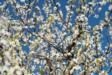 Blooming tree full of white blossoms under a clear blue sky, springtime nature scene.