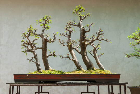 Bonsai, Lou Lim Leoc garden, Macau, Special Administrative Region, China, Asia