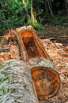 Cutting trunk for pirogue, small Rolas (turtledove) island in the south of Sao Tome Island, Republic of Sao Tome and Principe