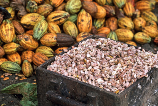 Opening cocoa pods to get beans in a plantation of Sao Tome Island, Republic of Sao Tome and Principe, Africa