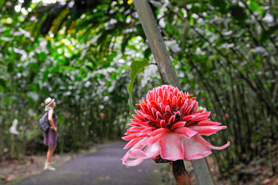 Red ginger lily (Etlingera elatior), Parc floral de Valombreuse, Petit-Bourg, Basse-Terre, Guadeloupe