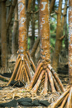 Aerial roots of Common screwpine (Pandanus utilis), Reunion