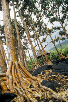 Aerial roots of Common screwpine (Pandanus utilis), Reunion