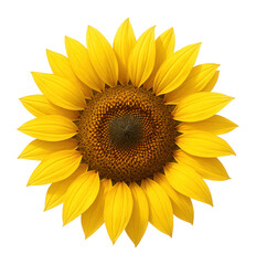 Yellow sunflower with vivid form