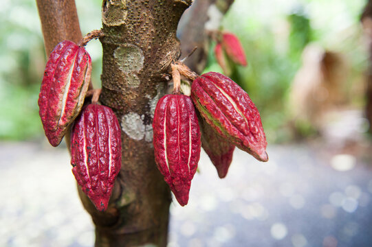 Pods on cacao tree, Jardin des Parfums et Epices, Mare-Longue, Reunion
