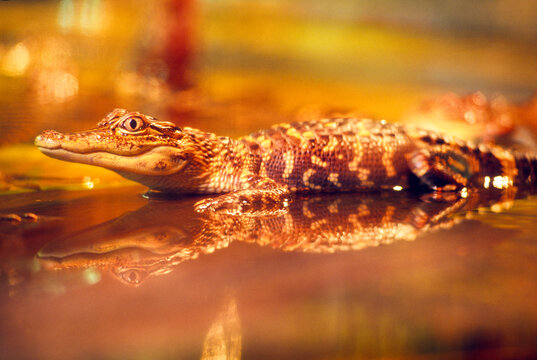 Juvenile alligator in a bayou of Louisiana, USA