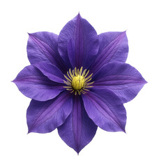 Purple clematis with striking petals