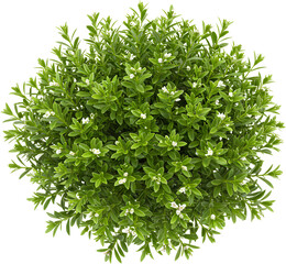 Obraz premium Green leafy plant with small white flowers a vibrant natural beauty.