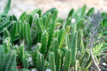 Close up of green cactus with sharp thorns