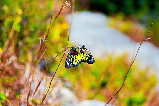 Two butterflies on a twig, Lamma Island, Hong Kong, China
