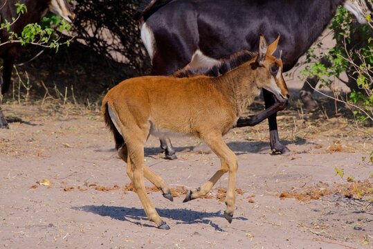Juvenile sable antelope (Hippotragus niger), trotting, Chobe national park, Botswana