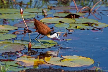 African Jacana, (Actophilornis africana), stalking prey, in water lilies, Chobe National Park, Botsuana, Africa