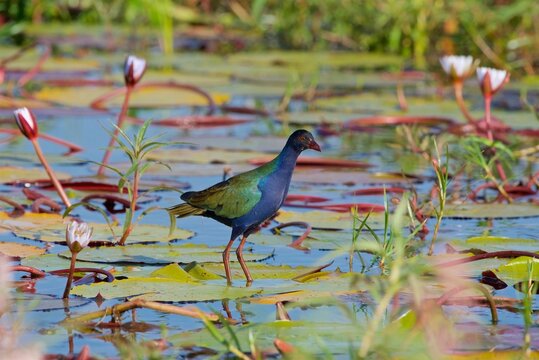 Allens (Lesser) Gallinule, (Porphyrio alleni), Chobe National Park, Botswana