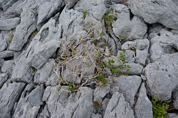 Guelder rose, Viburnum opulus, Growing in Limestone Pavement, natural bonsai, dwarfed, The Burren, County Clare, Ireland