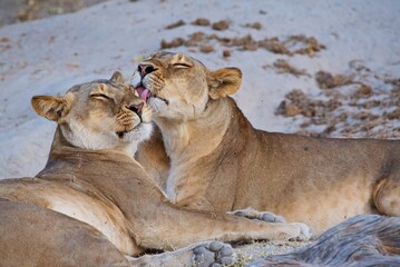 Lioness (Panthera leo) sisters licking one another prior to a hunt in the last of evening light, Chobe national park, Botswana