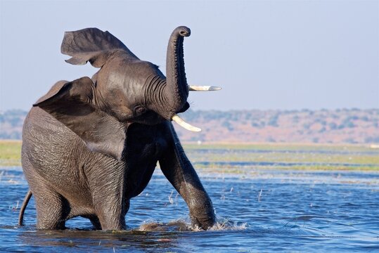African Elephant (Loxodonta Africana) wades through a deeper section of a river, Chobe National Park, Botswana